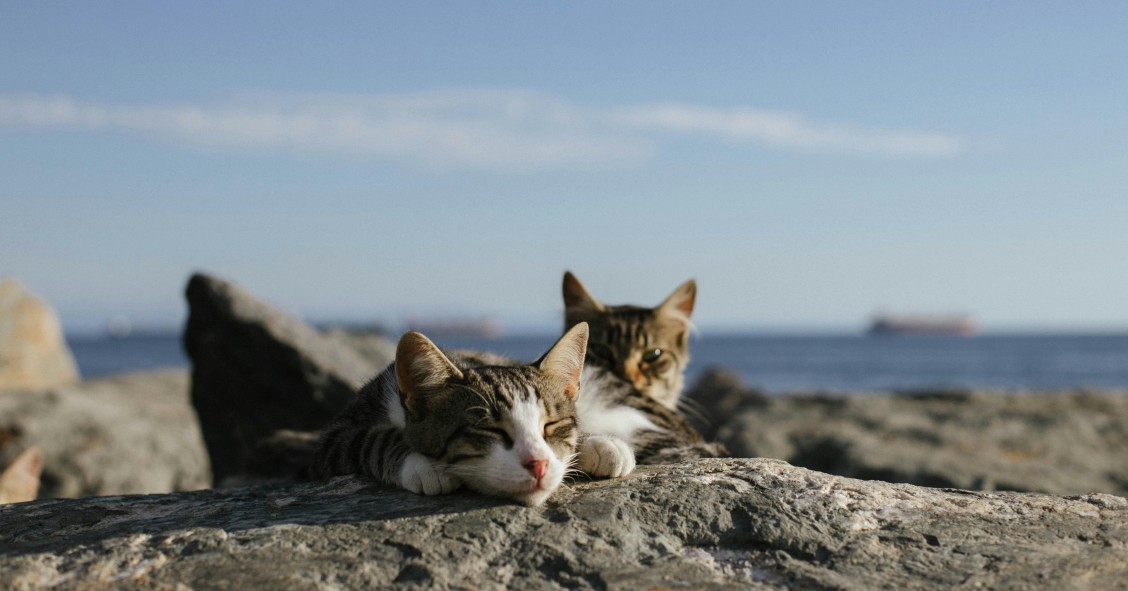 dove andare in vacanza se ami i gatti