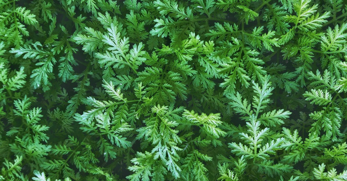 pianta di artemisia