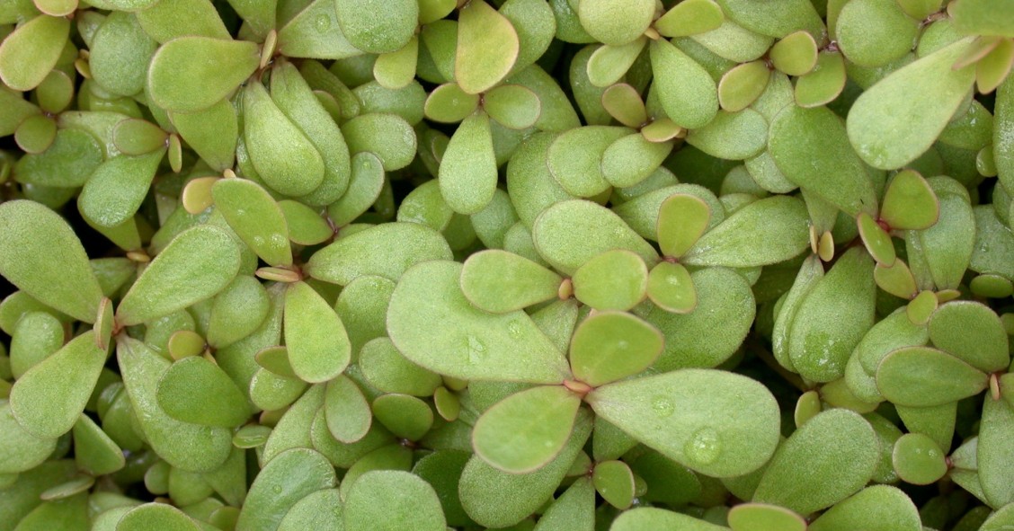 portulaca cura