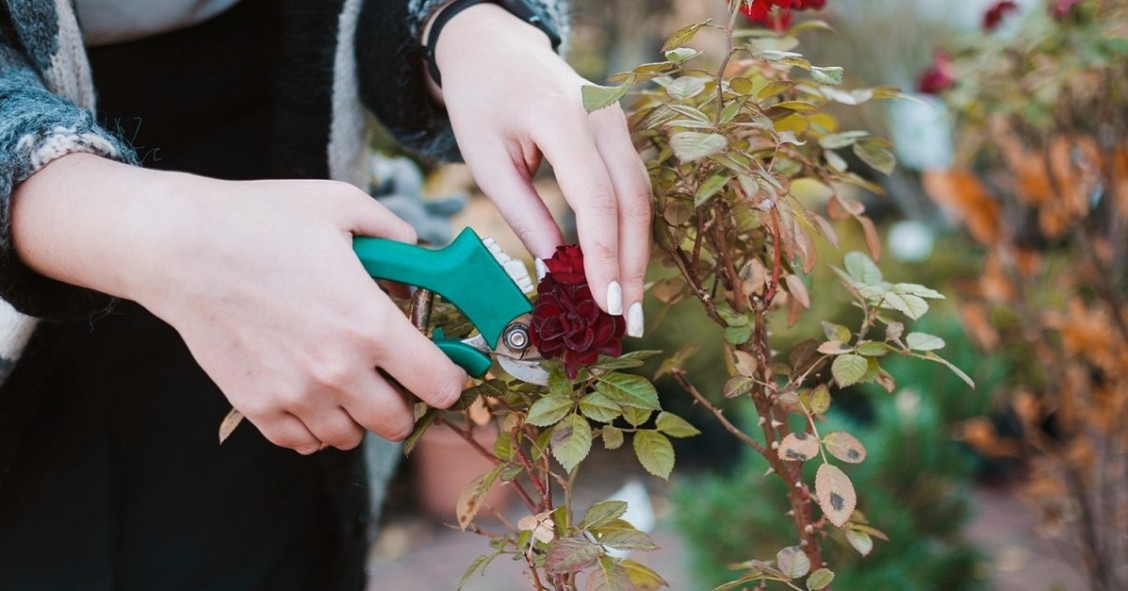 La pratica del deadheading consiste nel potare i fiori appassiti di alcune piante