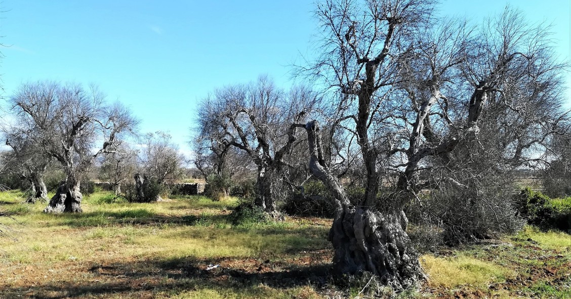 cos'è la xylella