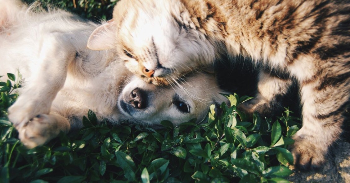 cane e gatto accoccolati