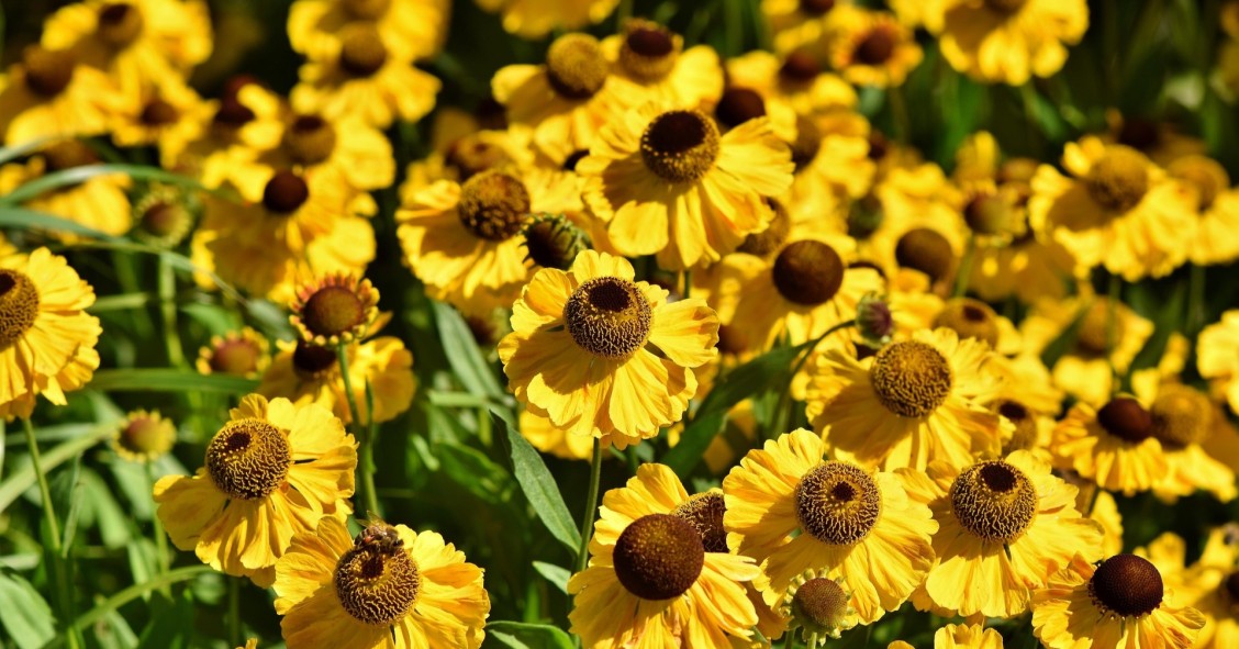 echinacea
