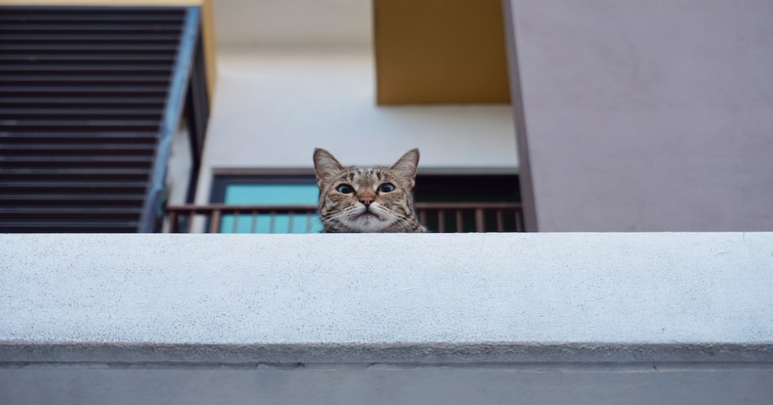Gatto guarda dal balcone di un condominio