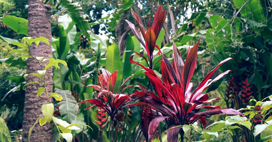 cordyline fruticosa