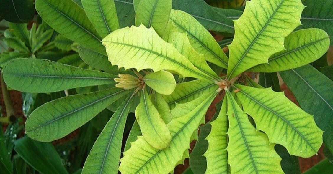 clorosi ferrica