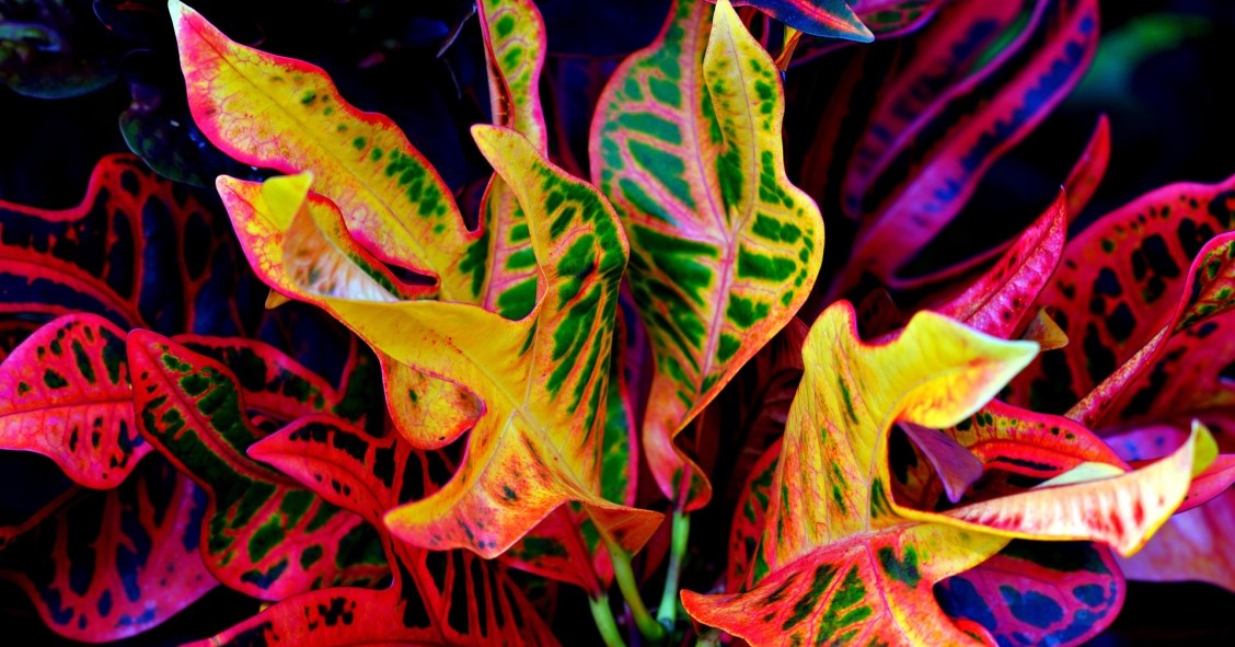 pianta croton