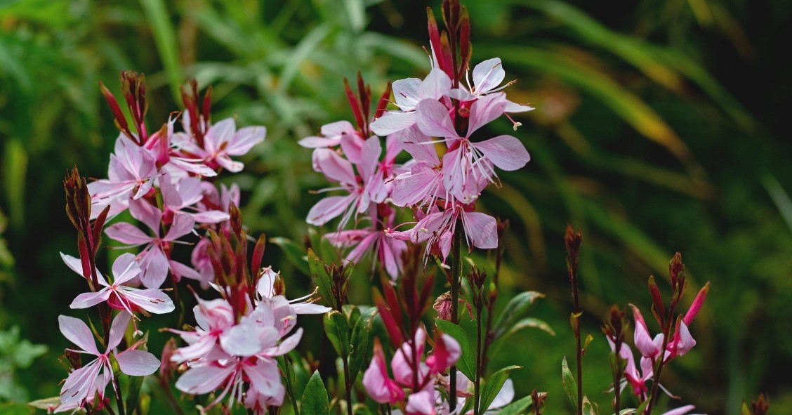 come coltivare la gaura