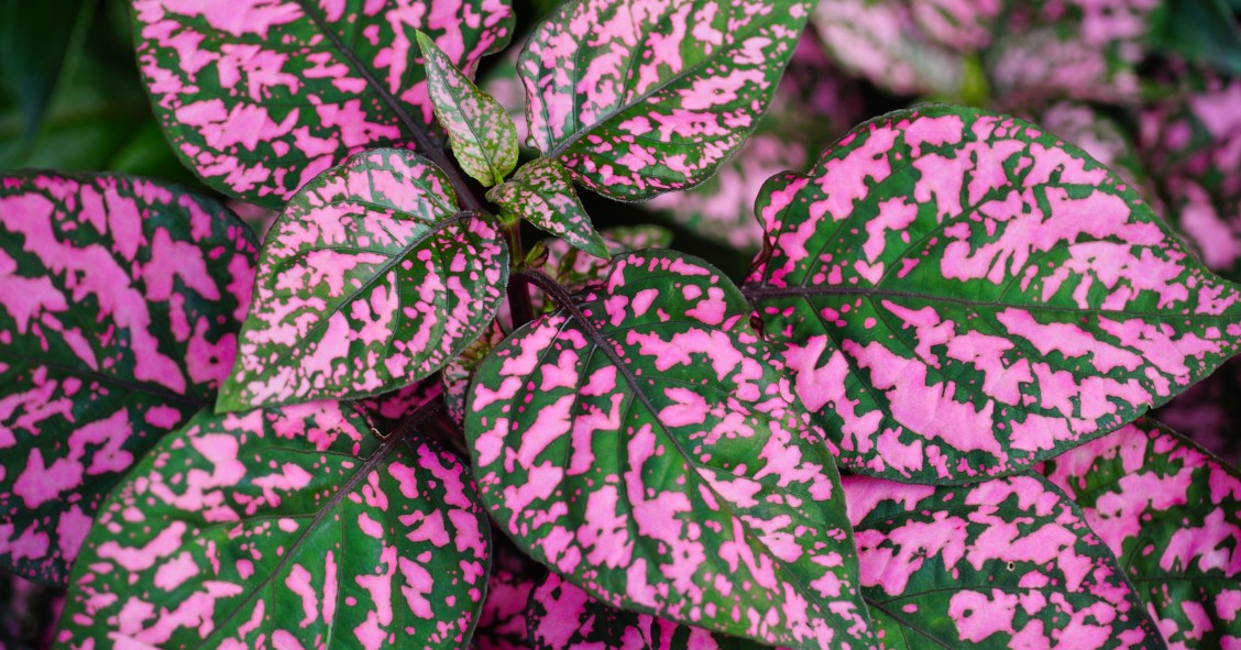 hypoestes