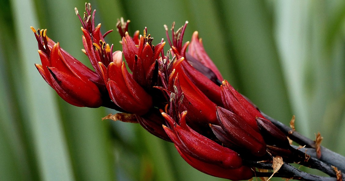 phormium
