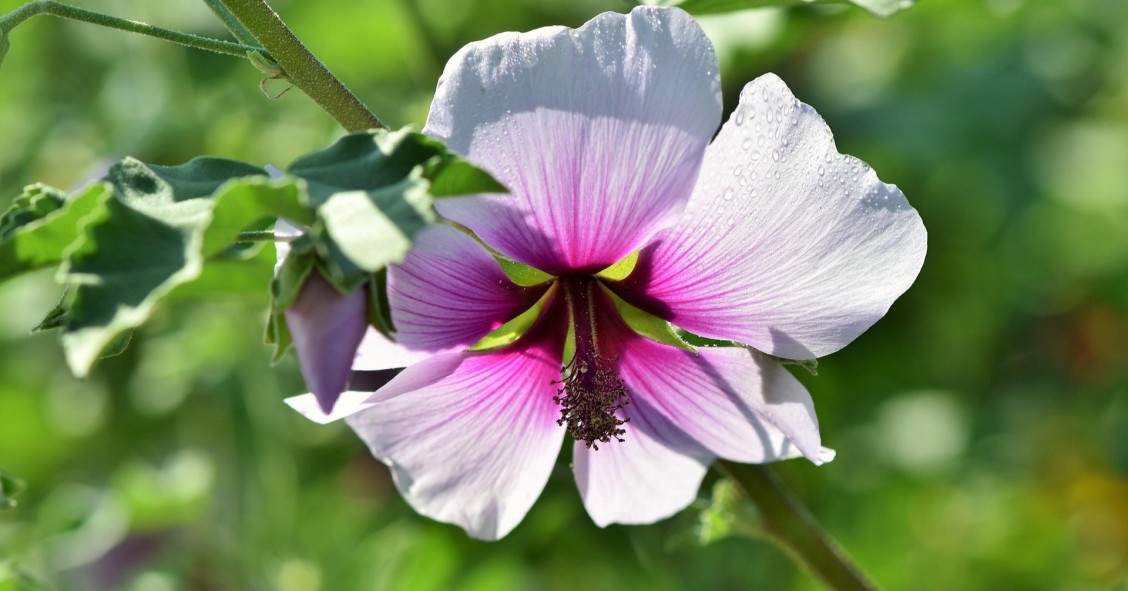 pianta di malva