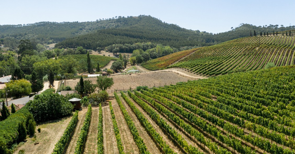 Cammino delle Colline del Prosecco