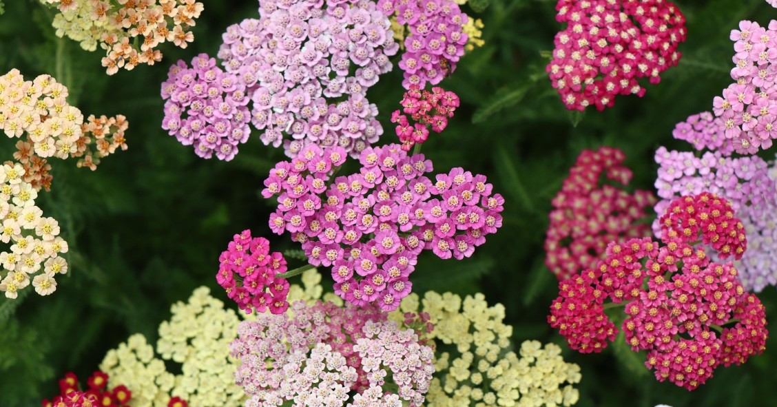 achillea