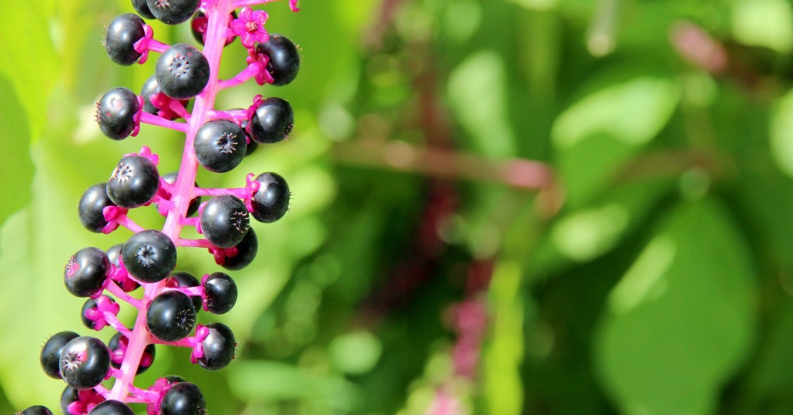 phytolacca americana velenosa
