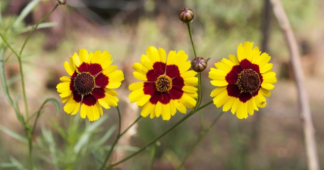 coreopsis tinctoria