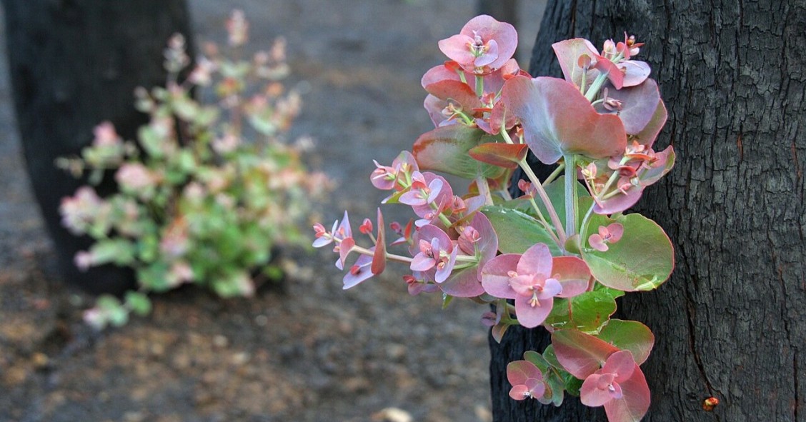 succhioni delle piante