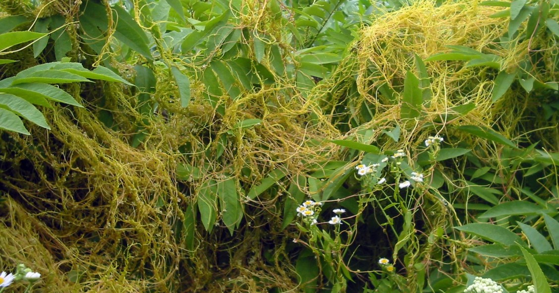 cuscuta