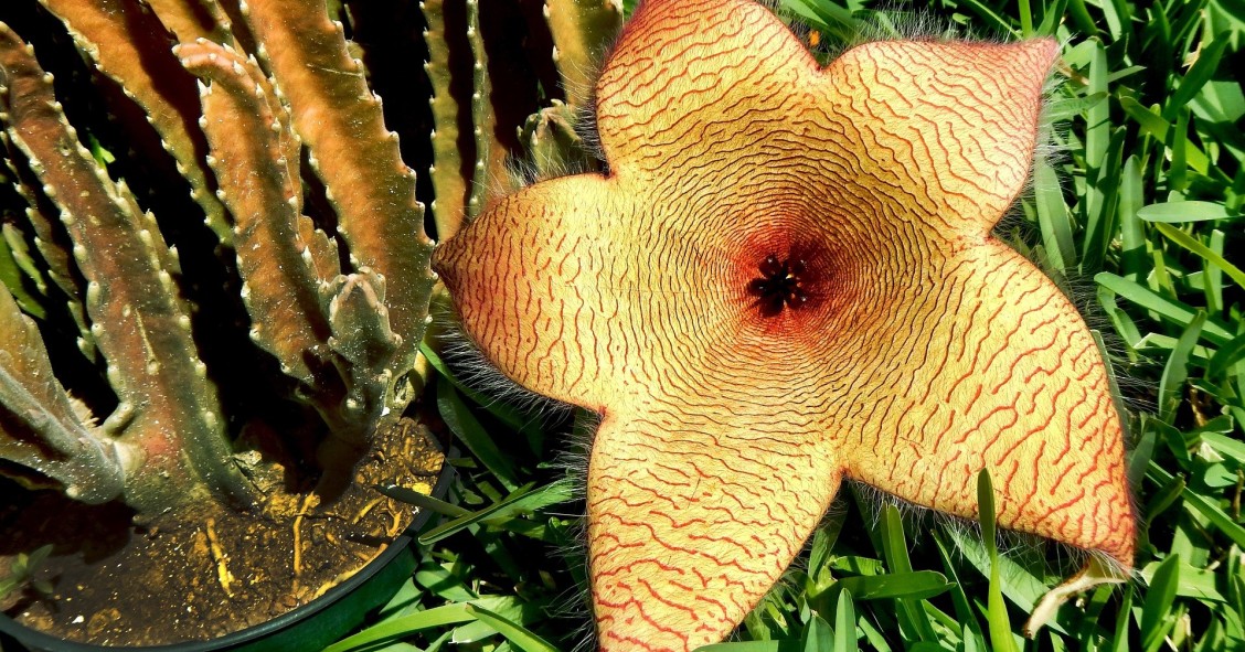 stapelia