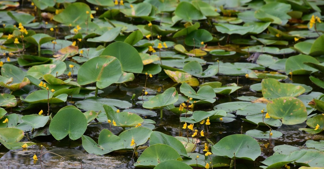 utricularia vulgaris
