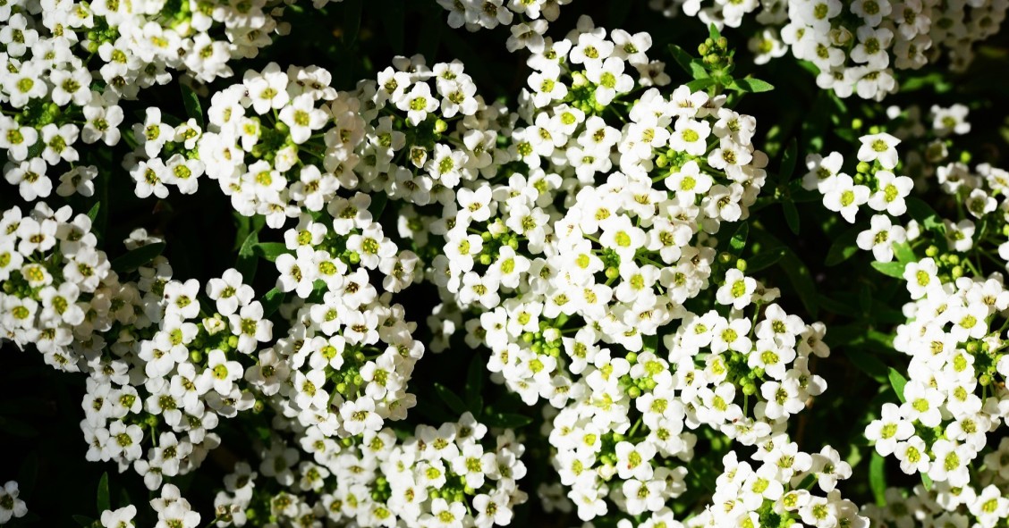 lobularia esposizione