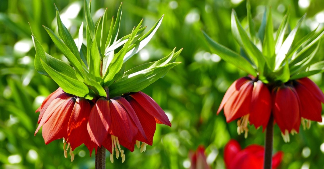 fritillaria