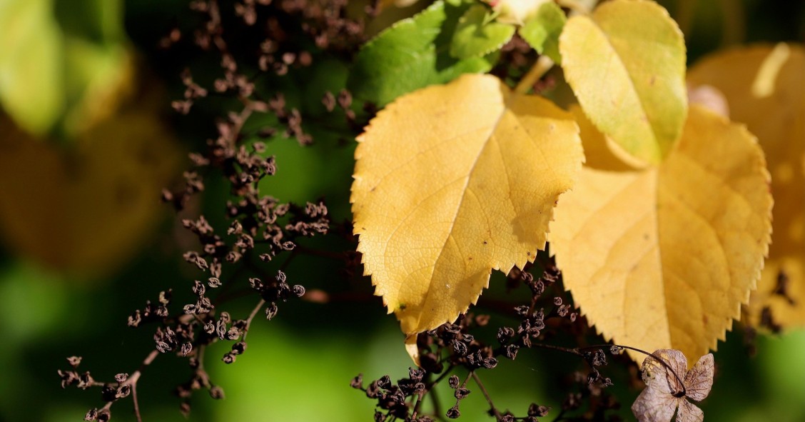 ortensia foglie gialle