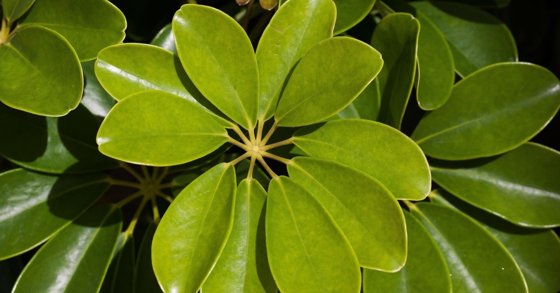 pianta ombrello