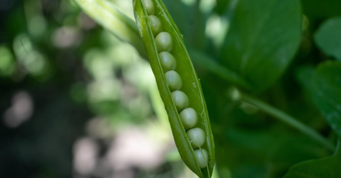 quando seminare i piselli