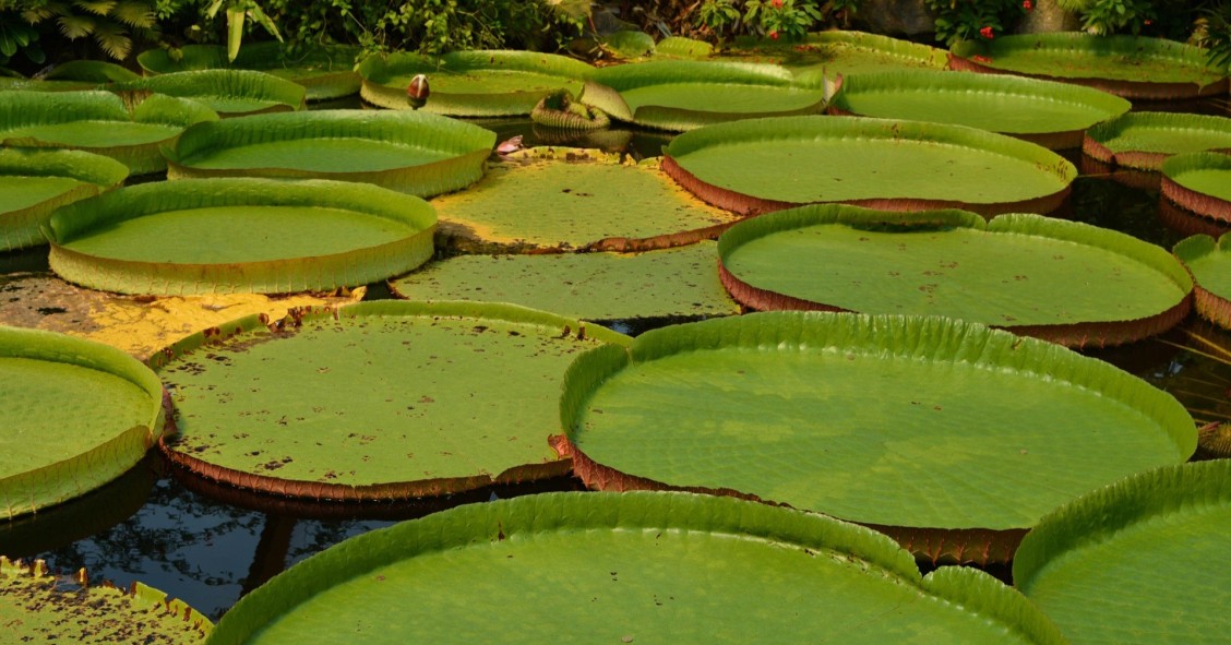 victoria amazonica