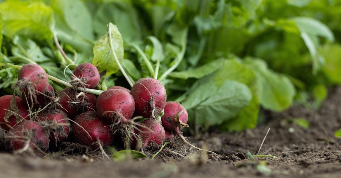 come coltivare i ravanelli