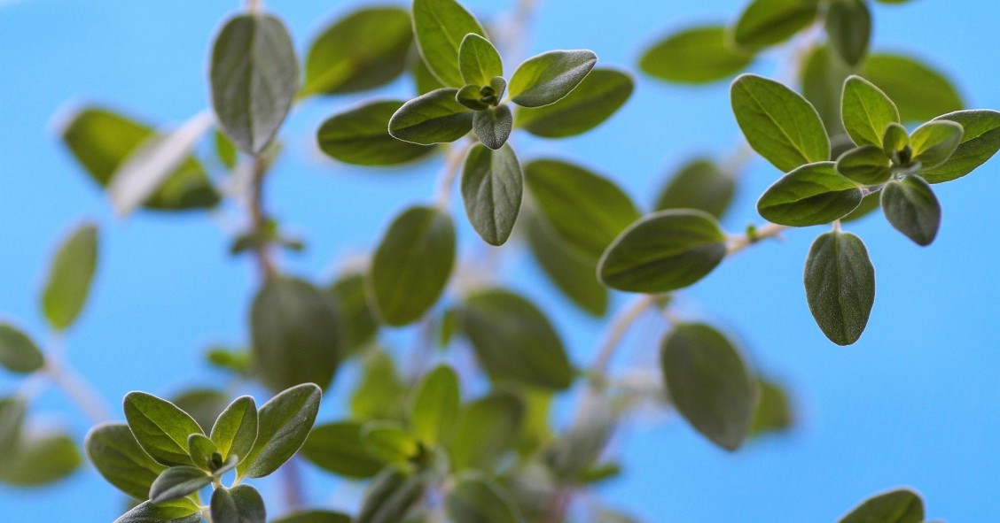 maggiorana in casa