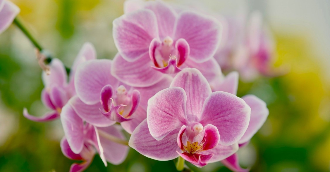 tutti i tipi di orchidea