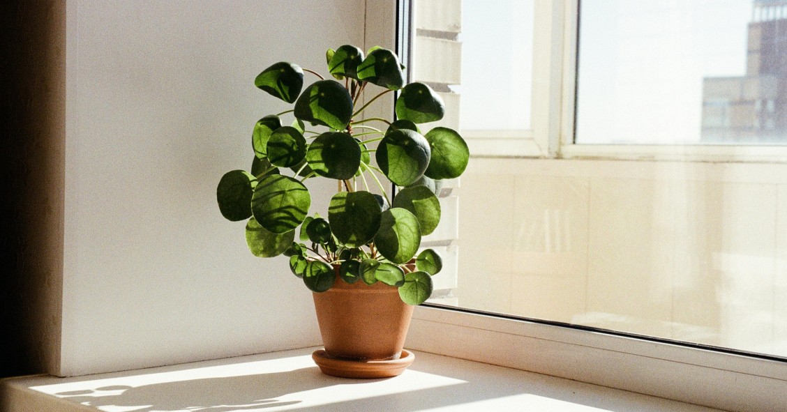 pilea peperomioides