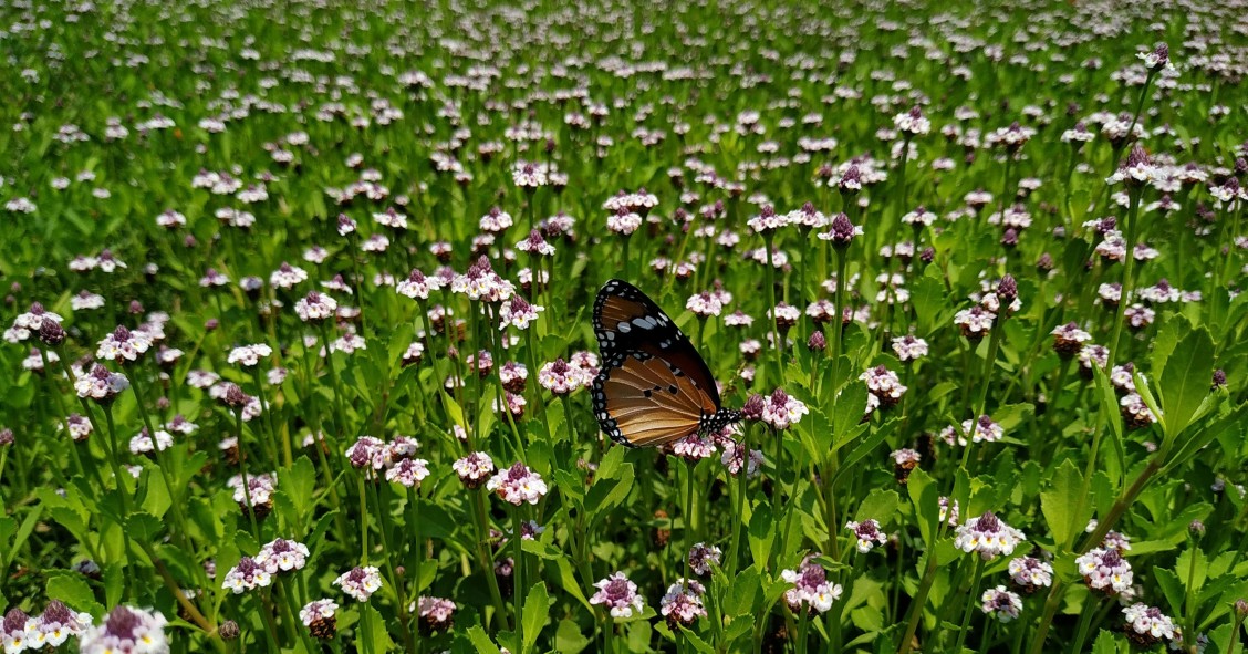 lippia nodiflora prato
