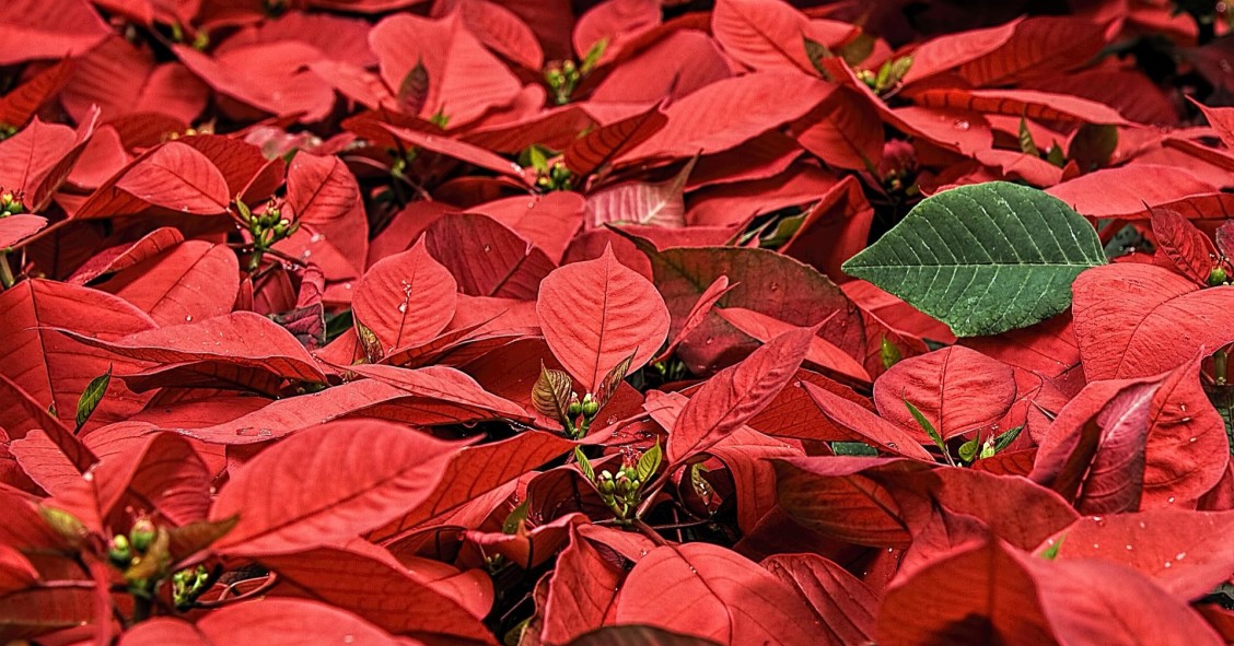 poinsettia euphorbia