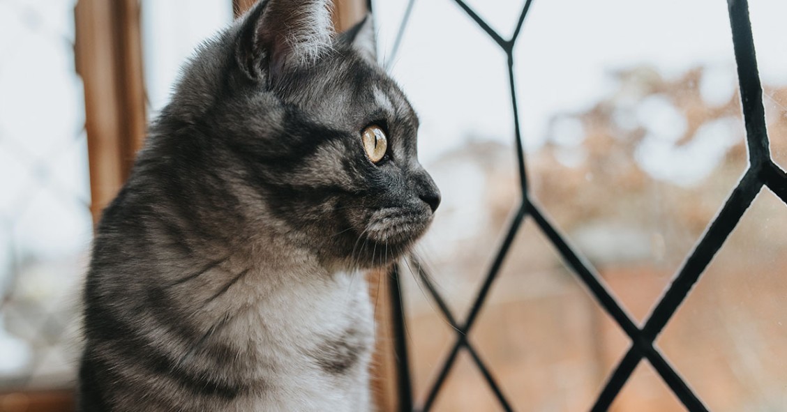 Rete per gatti sul balcone in condominio