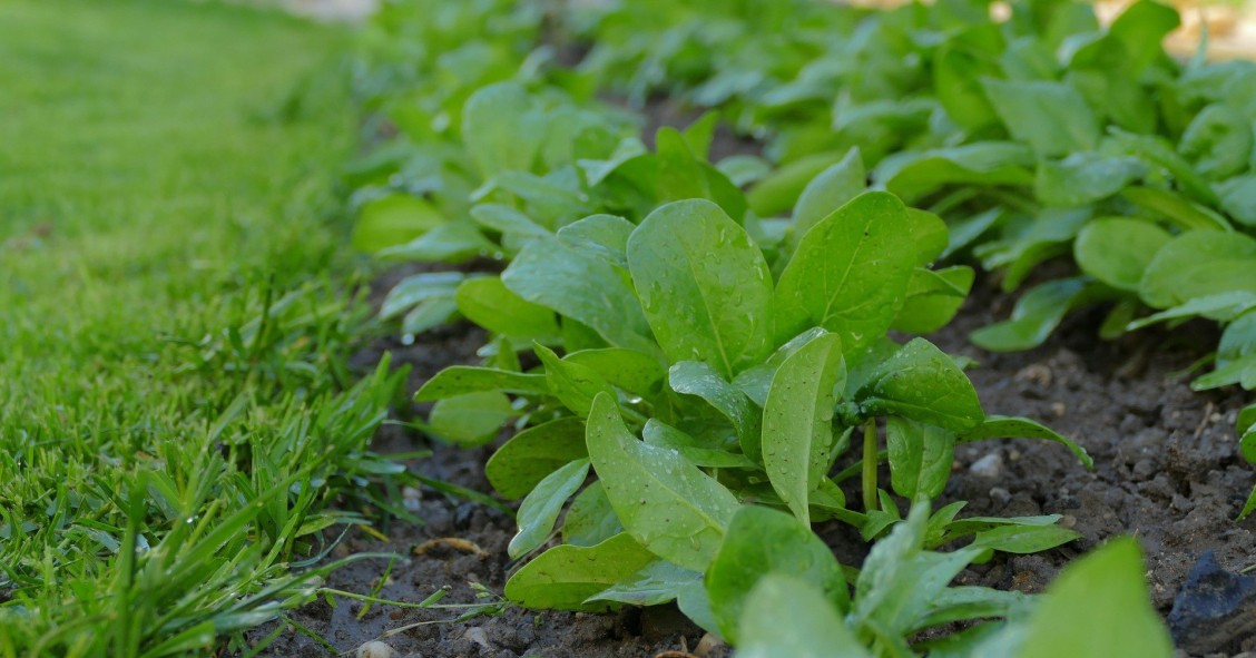 quando si seminano gli spinaci