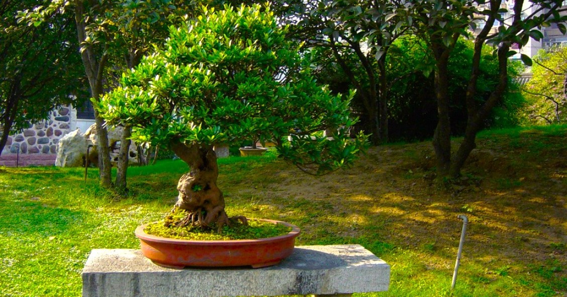 bonsai ulivo coltivazione