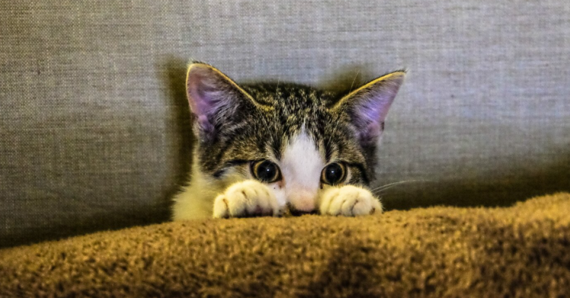 come proteggere gli animali dai botti di capodanno 