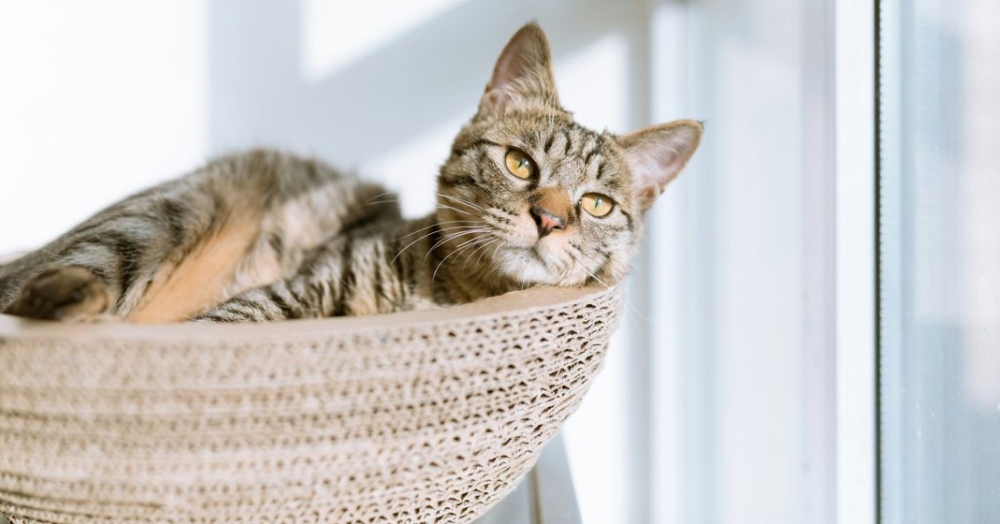 gatto nella cuccia al sole