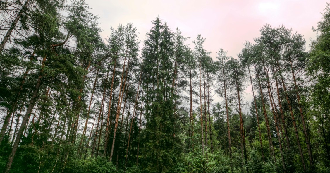 malattie delle conifere