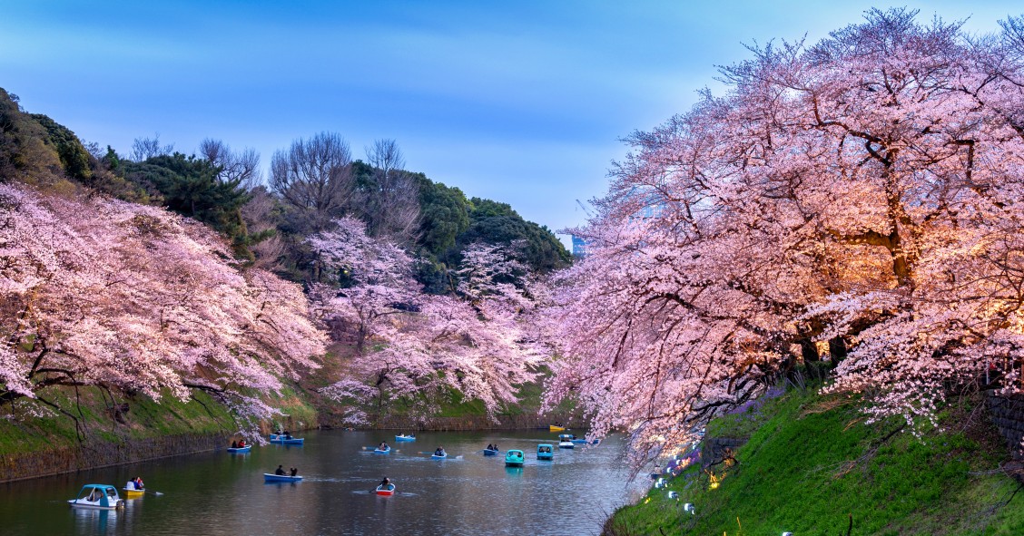 fioritura ciliegi Giappone 2026