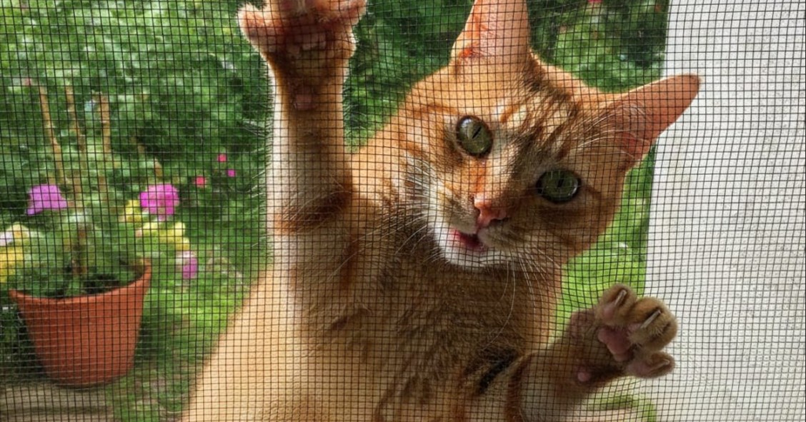 gatto zanzariera