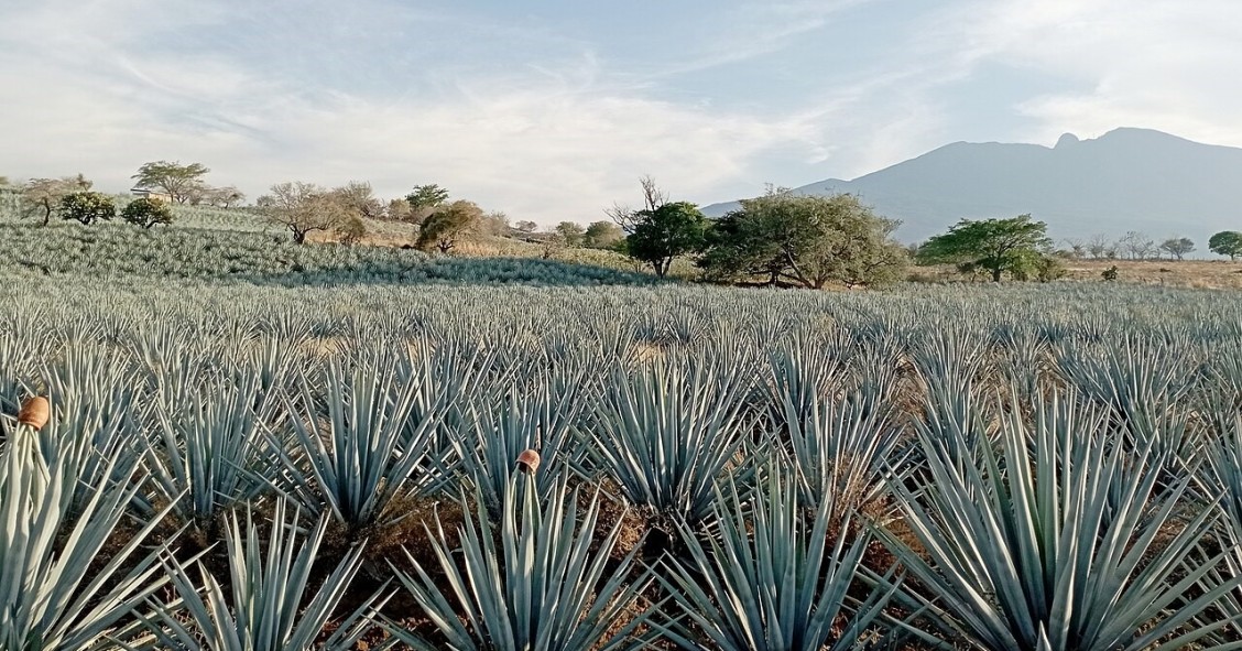 coltivare l'agave blu