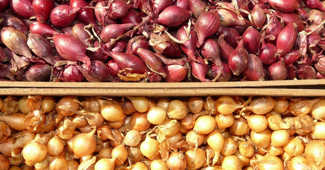 come coltivare lo scalogno