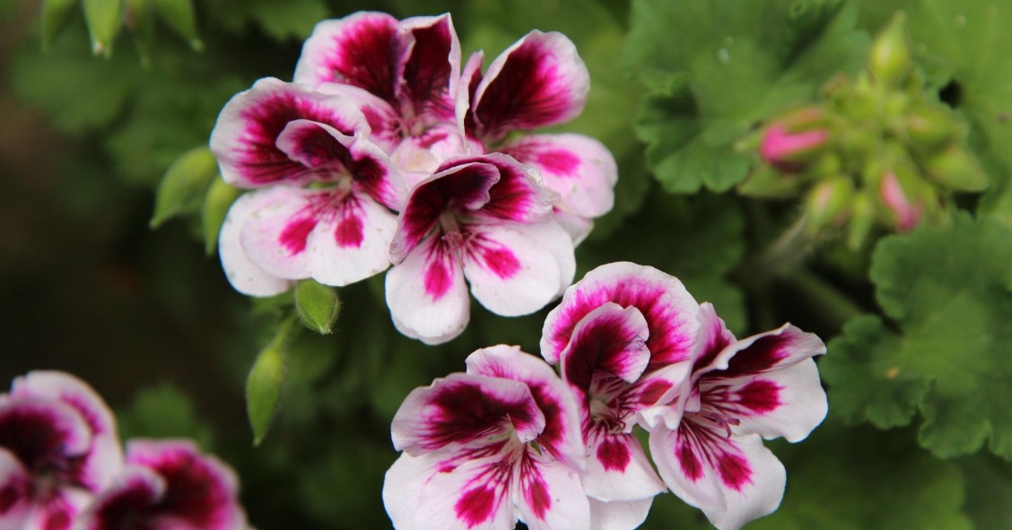 pelargonio
