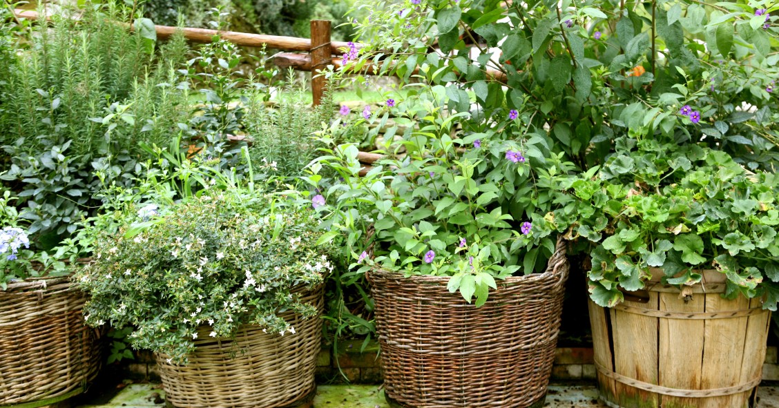 piante da esterno senza acqua