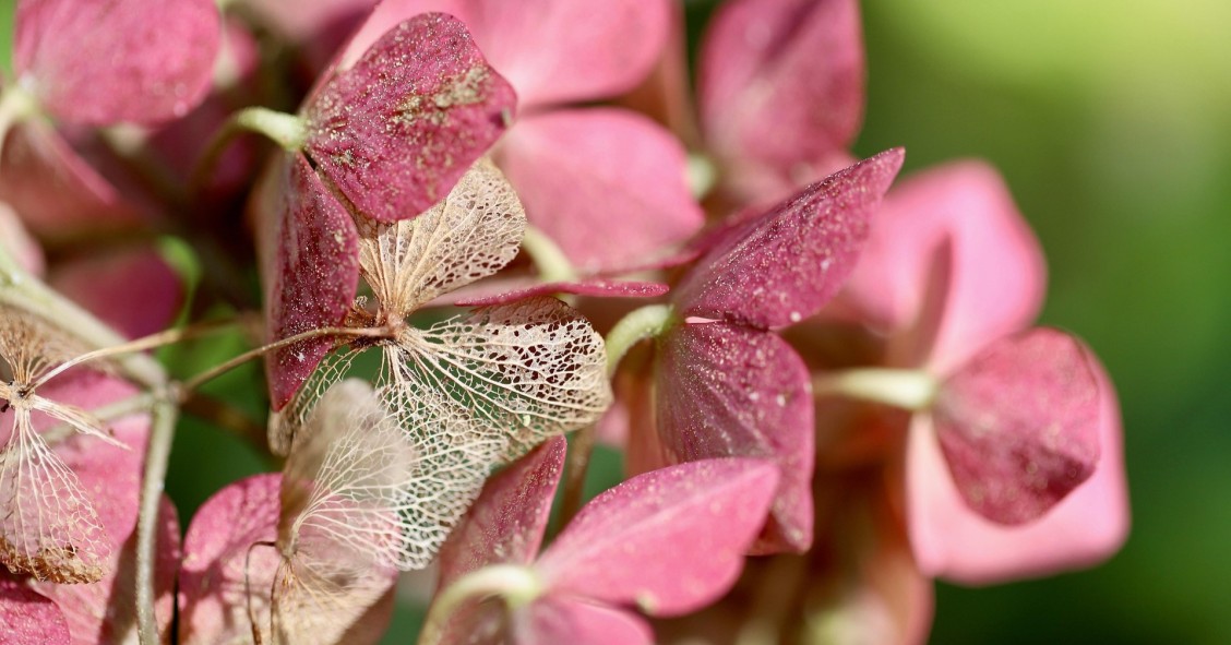 come conservare i fiori secchi