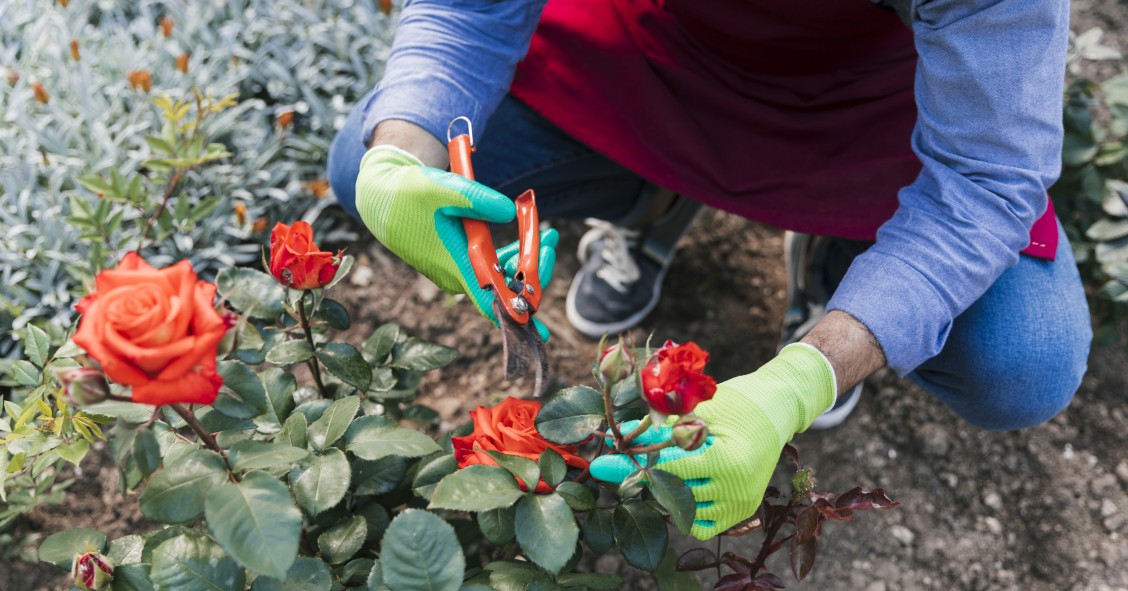potatura delle rose