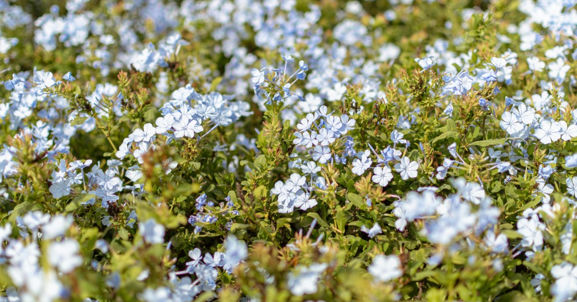 plumbago terrazzo